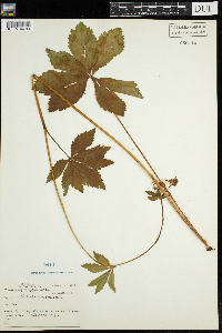 Sanicula marilandica image