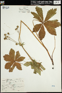Sanicula marilandica image