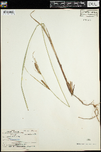 Carex stricta image
