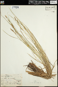 Carex stricta image