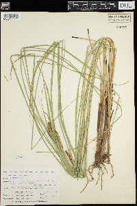 Carex stricta image
