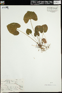 Viola selkirkii image