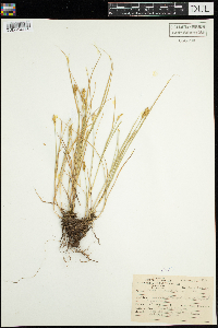thumbnail image of current specimen