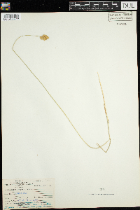 Carex scoparia image