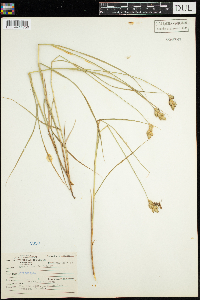 Carex scoparia image