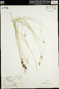 Carex scoparia image