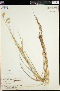 Carex scoparia image
