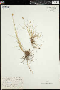 Carex scoparia image