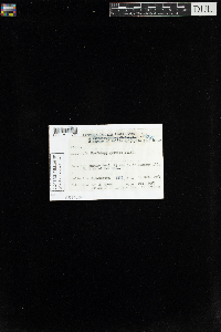 Scapania irrigua image