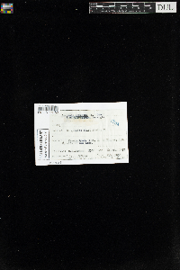 Scapania nemorea image