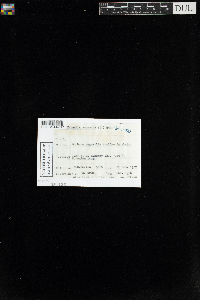 Flavoparmelia caperata image