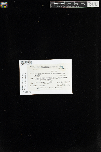 Bilimbia sabuletorum image