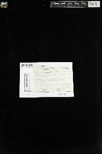 Sphenolobus saxicola image