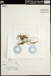 Isoetes echinospora image