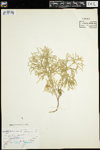 Diphasiastrum complanatum image