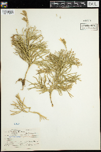Diphasiastrum complanatum image