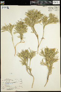 Diphasiastrum complanatum image