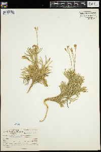 Diphasiastrum complanatum image