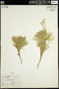 Diphasiastrum complanatum image