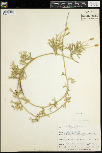 Media resource of Diphasiastrum complanatum