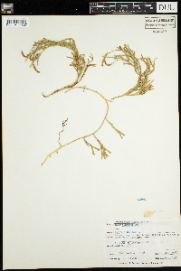 Diphasiastrum complanatum image