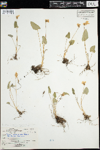 Viola novae-angliae image