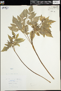 Viola novae-angliae image