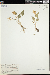 Viola novae-angliae image