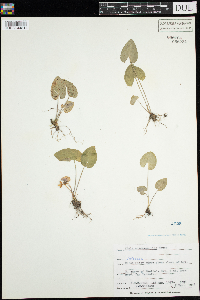 Viola novae-angliae image