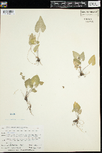 Viola novae-angliae image