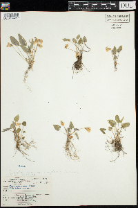 Viola novae-angliae image