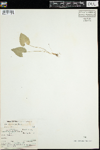 Viola novae-angliae image
