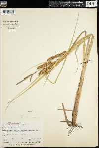 Carex rostrata var. utriculata image