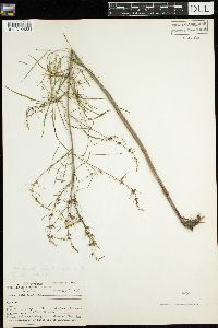 Cicuta bulbifera image