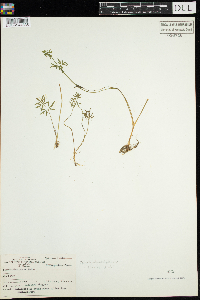 Cicuta bulbifera image