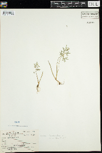 Cicuta bulbifera image