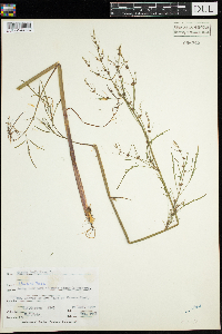 Cicuta bulbifera image