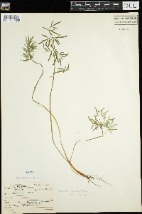 Cicuta bulbifera image