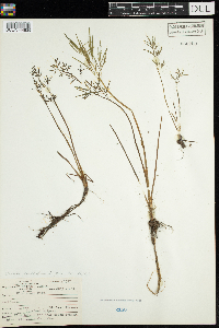 Cicuta bulbifera image