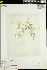 Cicuta bulbifera image