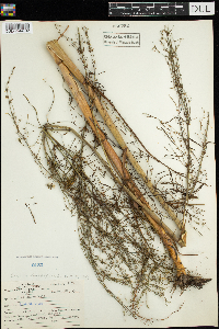 Cicuta bulbifera image