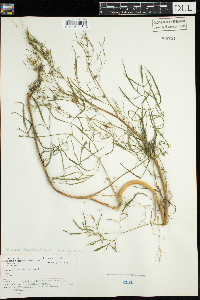 Cicuta bulbifera image