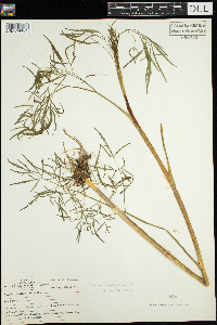 Cicuta bulbifera image