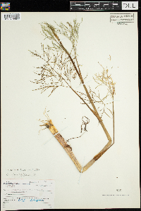 Cicuta bulbifera image
