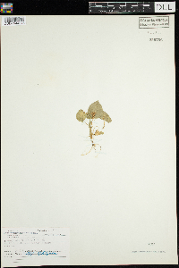 Viola selkirkii image