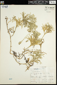 Diphasiastrum complanatum image