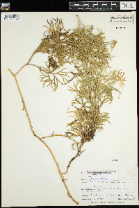 Diphasiastrum complanatum image