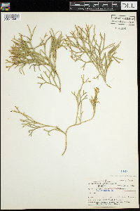 Diphasiastrum complanatum image