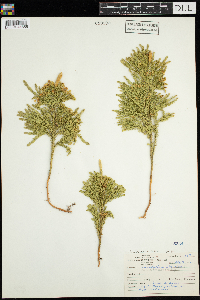 Dendrolycopodium obscurum image