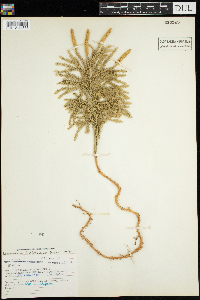 Dendrolycopodium obscurum image